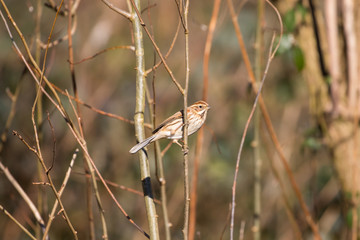 Female Reed Bunting