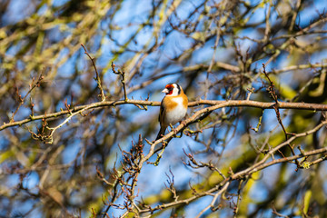 Goldfinch ( Carduelis carduelis ) on a Branch