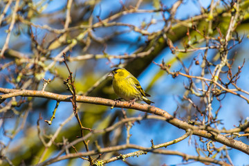 Siskin ( carduelis spinus ) on a branch