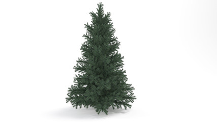 Pine tree isolated with shadows, white screen. 