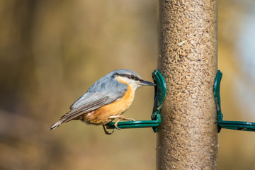 Nuthatch (Sitta europaea) on bird feeder eating seed