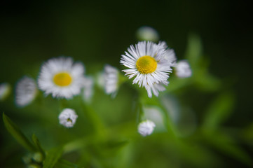 field chamomile