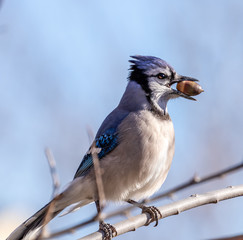 A Blue Jay with an acorn. © Jeremy