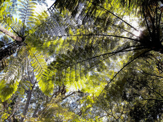 Treetops of tree ferns against blue sky