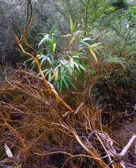 Plants with mineral deposit on them