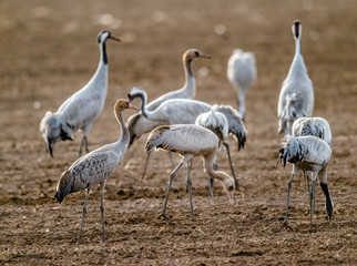 Cranes  in a field foraging.  Common Crane, Scientific name: Grus grus, Grus communis.  Cranes Flock on the field at foggy early morning.