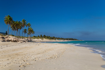 Palm trees on a paradise beach