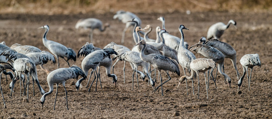 Cranes  in a field foraging.  Common Crane, Scientific name: Grus grus, Grus communis.  Cranes Flock on the field at foggy early morning.