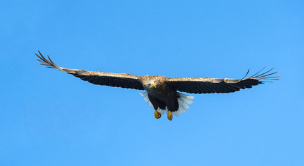 White-tailed eagle in flight.  Blue sky background. Scientific name: Haliaeetus albicilla, also known as the ern, erne, gray eagle, Eurasian sea eagle and white-tailed sea-eagle.