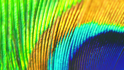 peacock feather close up. tinted.
