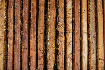 Open beehive with bees are crawling along the hive on honeycomb wooden frame. Apiculture concept
