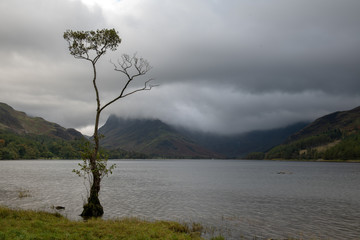 Fototapeta na wymiar The lone tree of Buttermere during bad weather