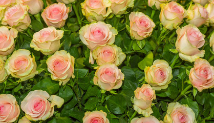 Bunch of beautiful dozen of blosoming yellow rose bouquet