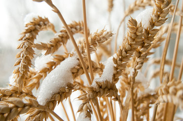 wheat ears are covered with snow