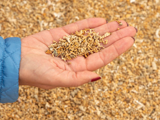 Corals in hand. Coral beach, county Galway, Ireland.