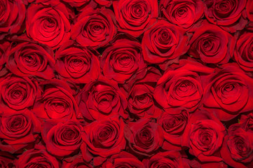 Above view of beautiful dozens of blossoming red roses