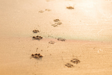 Dog pawprints in sand