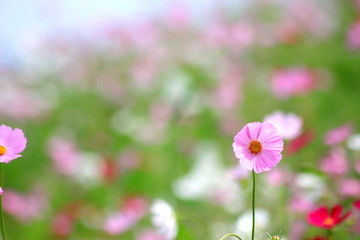 Pink cosmos flower blooming in the field, For background in vintage style soft focus.