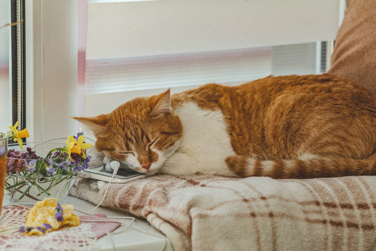 Sleeping red-white cat on mobile phone and headphones