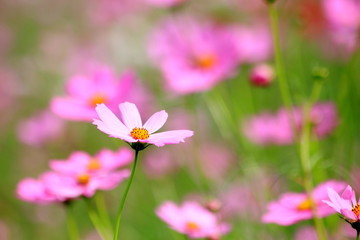 Fototapeta premium Pink cosmos flower blooming in the field, For background in vintage style soft focus.