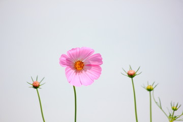 Cosmos pink flower in the field,Clipping with sky background.Vintage s cosmos flowers in garden tone.