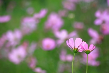 Pink cosmos flower blooming in the field, For background in vintage style soft focus.