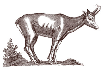 Chamois, rupicapra in side view standing in a landscape. Illustration after a historical engraving from the 17th century
