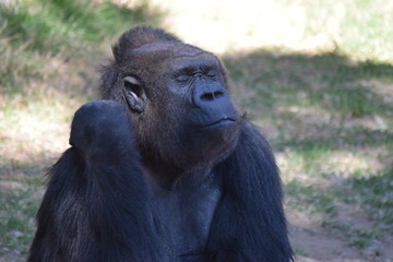 Naklejka premium Gorilla