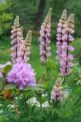 pink flowers in garden