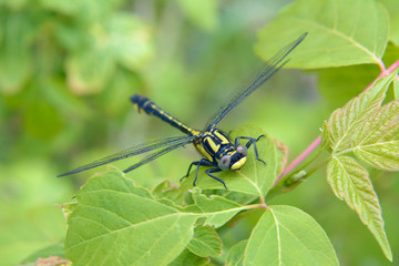 Dragonfly on a green leaf.