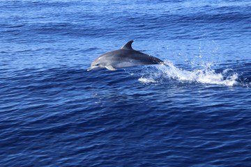 delfin jugando © Guadafret