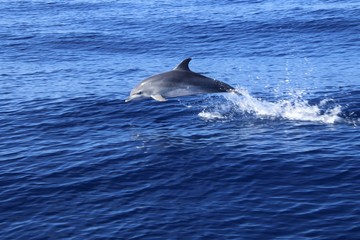 delfin jugando