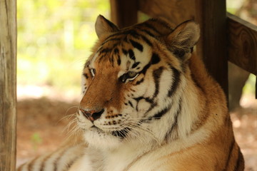 Profile Portrait of a Tiger 