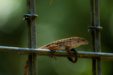 Florida Anole Lizard on a Chain Linked Fence 