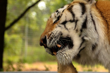 Tiger chewing a burlap sack toy at a sanctuary 