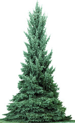 Fototapeta premium Christmas tree in snow