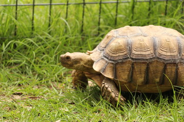 African Spur Thigh, Sulcata Tortoise in the Grass 