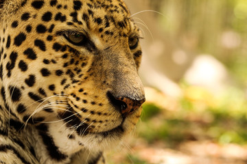 Portrait of a Leopard / Big Cat 
