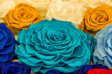 Close up of selective focus of beautiful and colorful turquoise rose surrounding of other colorful flowers