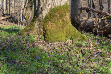 A sunny day in the forest in the spring
