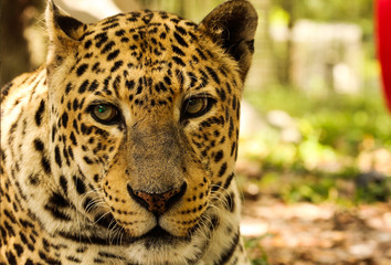 Leopard at a Sanctuary 