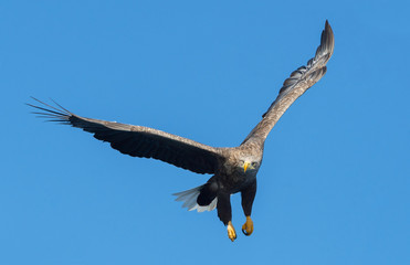 White-tailed eagle in flight.  Blue sky background. Scientific name: Haliaeetus albicilla, also known as the ern, erne, gray eagle, Eurasian sea eagle and white-tailed sea-eagle.