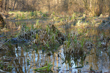 Swamp forest in the early spring