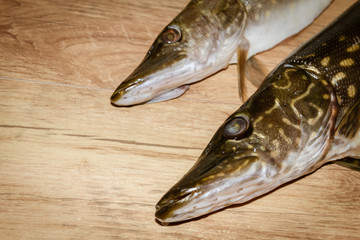 Freshly caught fish pike lying on the floor