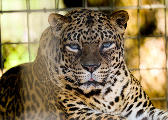 Fototapeta na wymiar Beautiful Blue Eyed Leopard Looking Into the Camera 