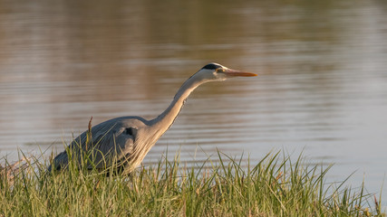 heron