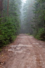 Fototapeta na wymiar Forest path in misty morning.