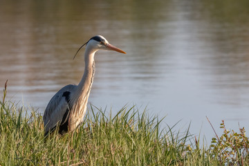 heron