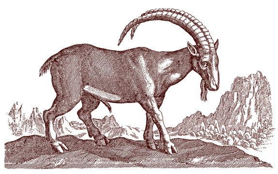 Male alpine ibex capra with large curved horns standing in mountainous landscape. Illustration after antique engraving from 17th century