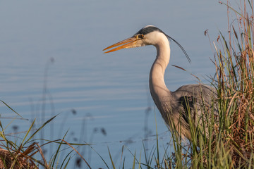 heron